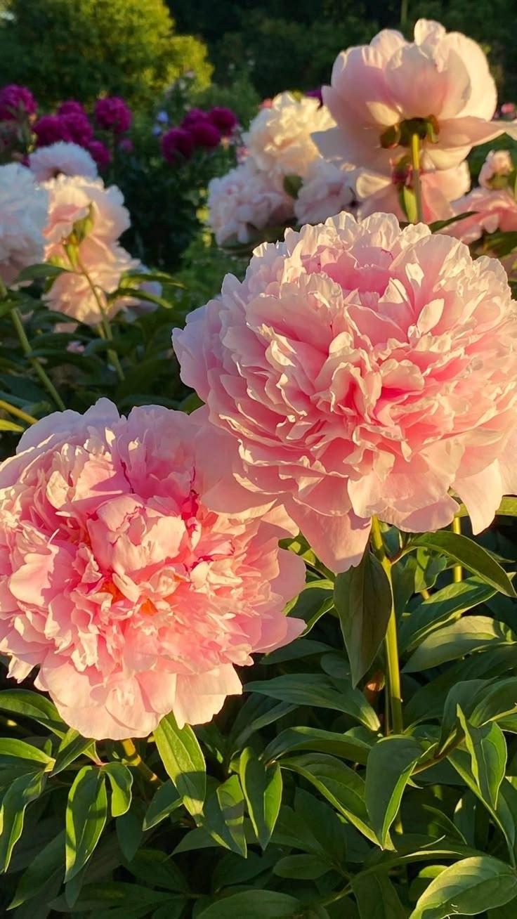 Celestial Whispers: Tender Bouquet of Dreams